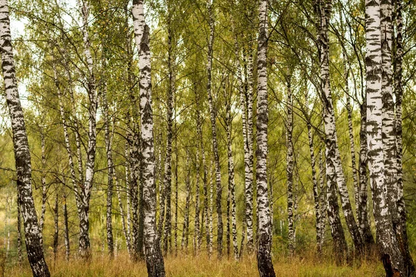 Bosque de abedul a principios de otoño . — Foto de Stock