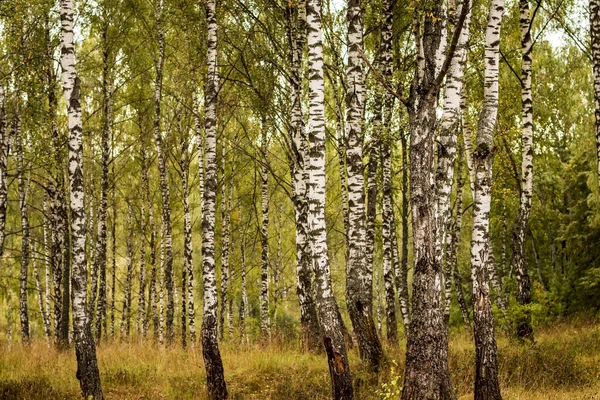 Birch forest in the early autumn. — Stock Photo, Image