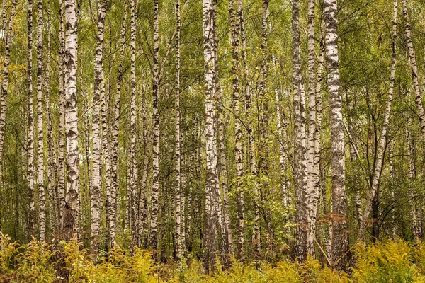 Birch forest in the early autumn. — Stock Photo, Image