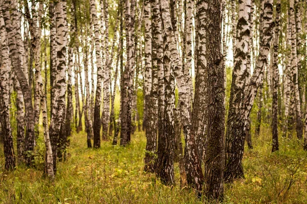 Forêt de bouleaux au début de l'automne . — Photo