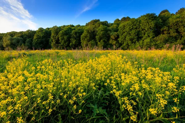 Veld met gele as bloemen, bomen en bewolkte lucht backgroun — Stockfoto