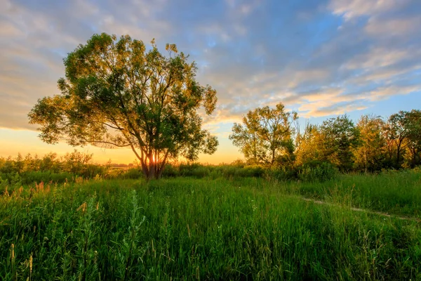 Escena de hermosa puesta de sol en el campo de verano con sauces y hierba — Foto de Stock