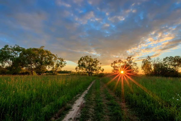 Scéna krásného západu slunce na letních polích s vrbami a trávou — Stock fotografie
