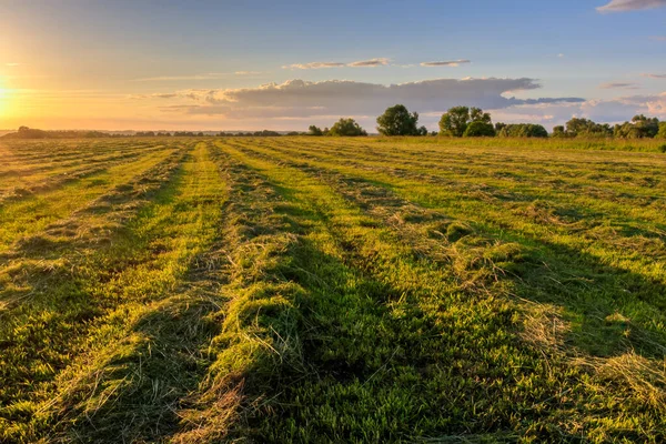 Solnedgång på odlad mark på landet en sommar. — Stockfoto