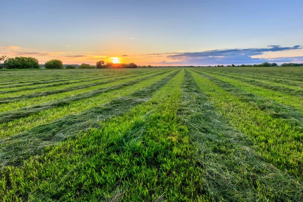 Puesta de sol en tierras cultivadas en el campo en un verano . — Foto de Stock