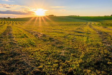 Sunrise at cultivated land in the countryside on a summer. clipart