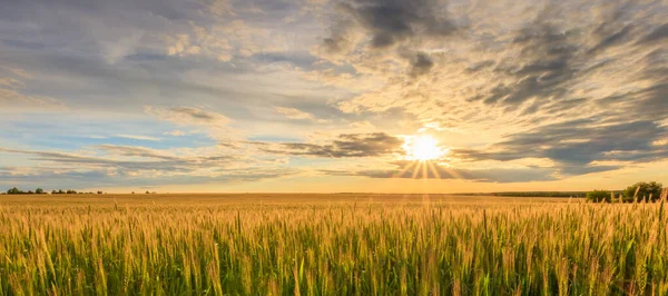 Sunset on the field with young rye. — Stock Photo, Image