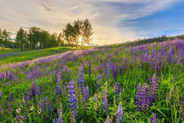 Tramonto su una collina ricoperta di lupini . — Foto Stock