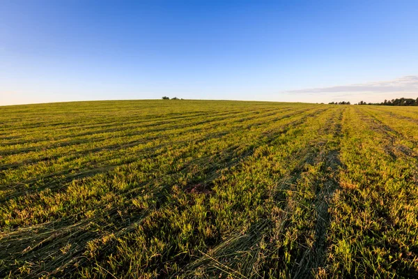 Cultivated land in the countryside on a summer.