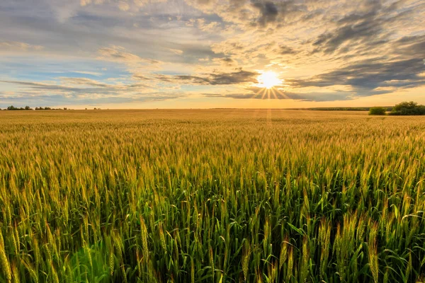 Puesta de sol en el campo con centeno joven . —  Fotos de Stock