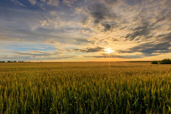 Sunset on the field with young rye. — Stock Photo, Image