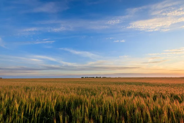 Tramonto sul campo con segale giovane . — Foto Stock