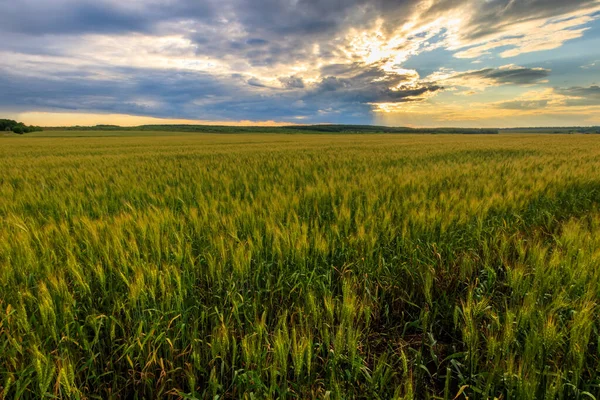 Lumen en las nubes sobre el campo de centeno . —  Fotos de Stock