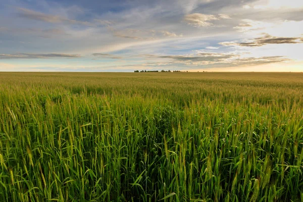 Sunset on the field with young rye. — Stock Photo, Image