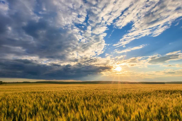 Sunset on the field with young rye. — Stock Photo, Image