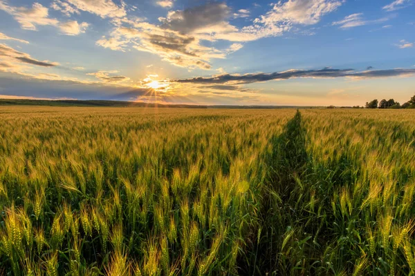 Puesta de sol en el campo con centeno joven . —  Fotos de Stock