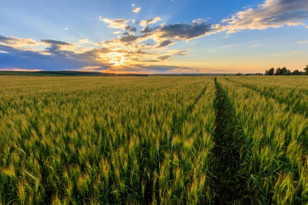 Puesta de sol en el campo con centeno joven . —  Fotos de Stock