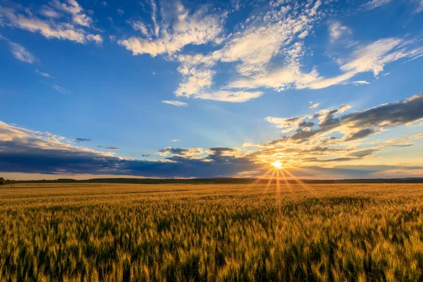 Solnedgång på fältet med ung råg. — Stockfoto