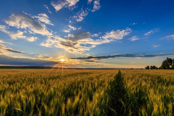 Sunset on the field with young rye. — Stock Photo, Image