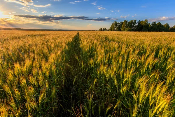 Sonnenuntergang auf dem Feld mit jungem Roggen. — Stockfoto