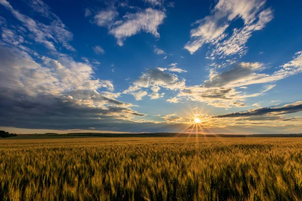 Solnedgång på fältet med ung råg. — Stockfoto