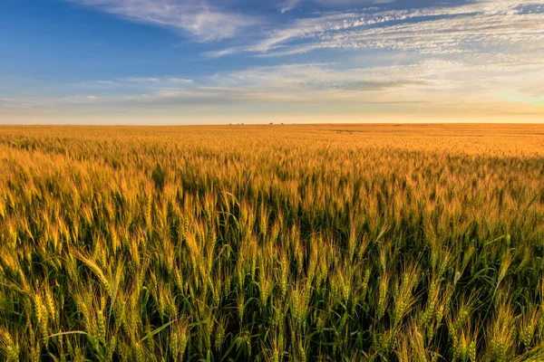 Puesta de sol en el campo con centeno joven . —  Fotos de Stock