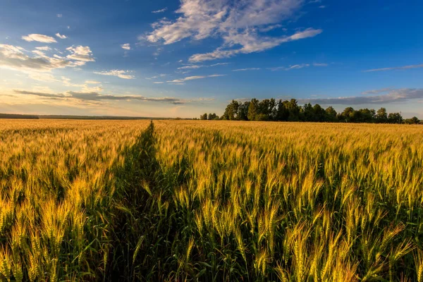 Pôr do sol no campo com centeio jovem . — Fotografia de Stock