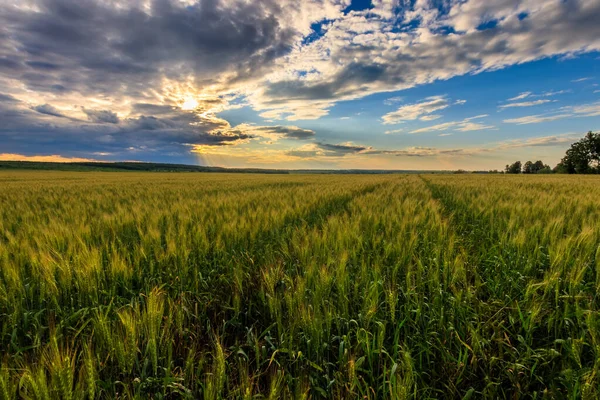 Люмен у хмарах над життєвим полем . — стокове фото