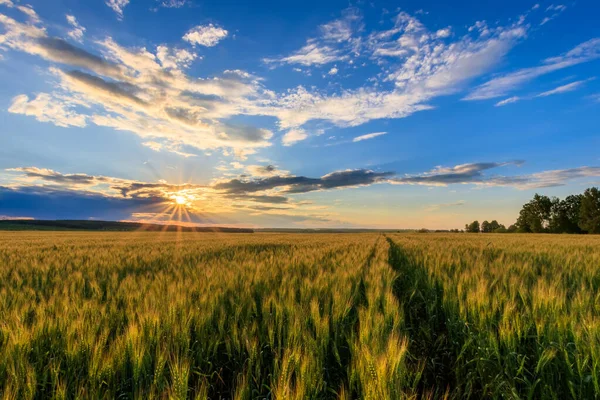 Solnedgång på fältet med ung råg. — Stockfoto