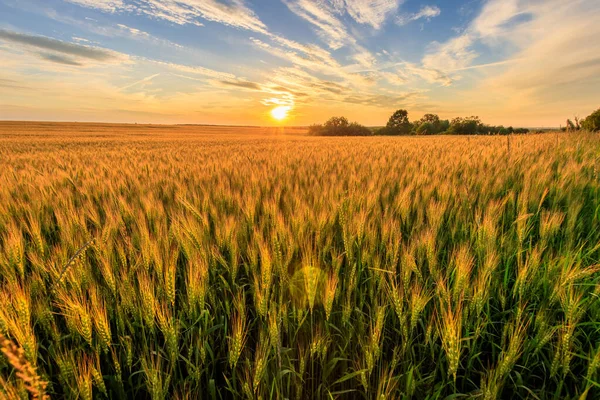 Pôr do sol no campo com centeio jovem . — Fotografia de Stock