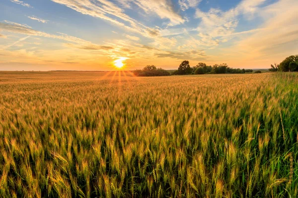 Sonnenuntergang auf dem Feld mit jungem Roggen. — Stockfoto