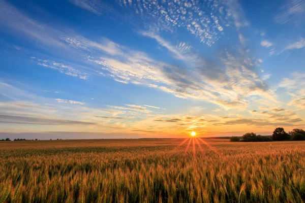 Захід сонця на полі з молодим житом . — стокове фото