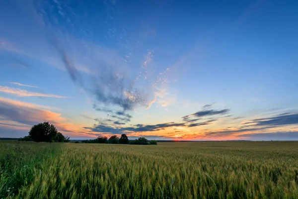 Puesta de sol en el campo con centeno joven . —  Fotos de Stock