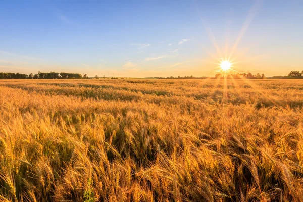 Sonnenuntergang auf dem Feld mit jungem Roggen. — Stockfoto