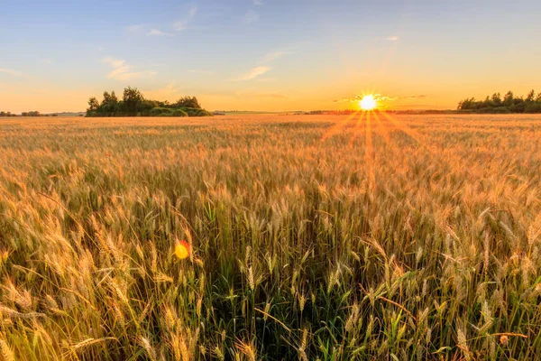与年轻的黑麦一起在田里落日. — 图库照片
