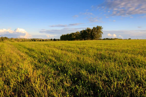 Countryside on a summer evening. — Stock Photo, Image