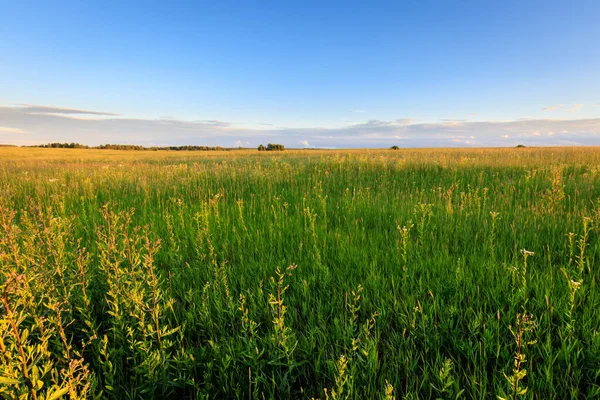 Countryside on a summer evening. — Stock Photo, Image