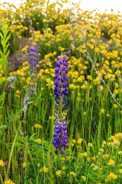 Trèfle jaune fleuri et lupin violet . — Photo