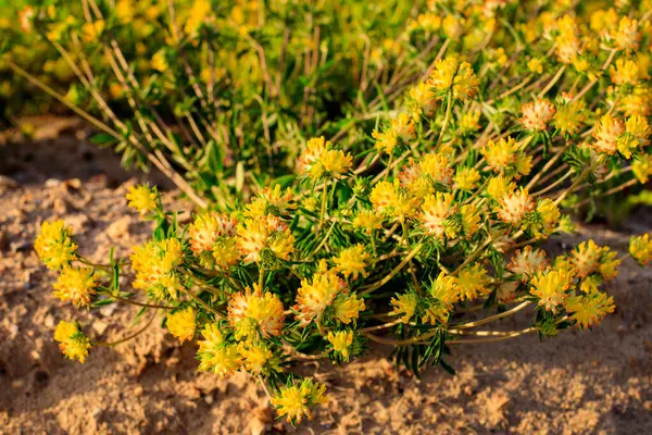 Blooming yellow clover in the summer season. — Stock Photo, Image