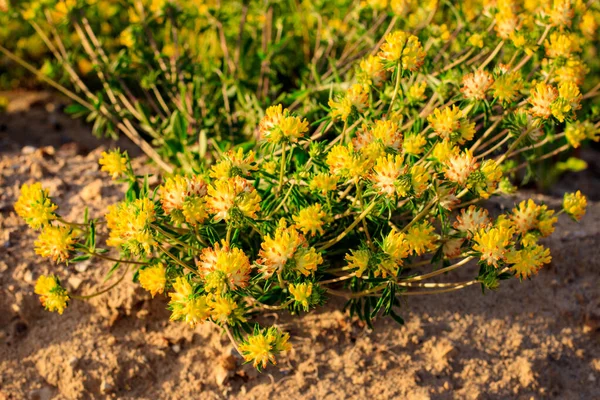 Blooming yellow clover in the summer season. — Stock Photo, Image