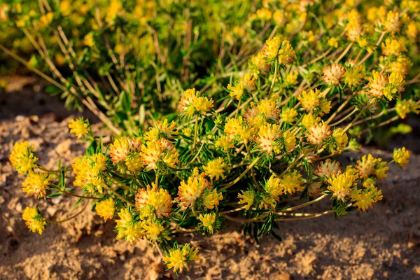 Blooming yellow clover in the summer season. — Stock Photo, Image