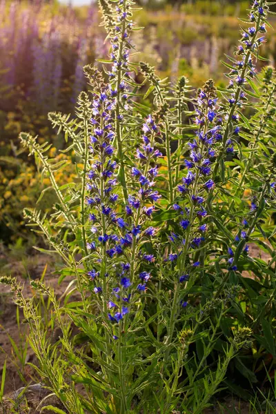 Fioritura fiori selvatici di stagione . — Foto Stock