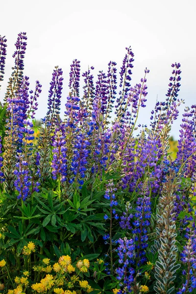 Bloeiende gele klaver en paarse lupine. — Stockfoto