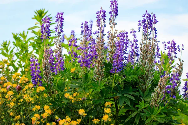 Blühender Gelbklee und Purpurlupinen. — Stockfoto