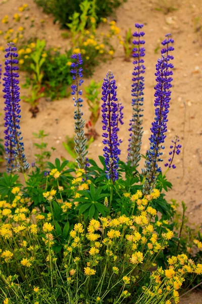 盛开的黄色三叶草和紫色丁香花. — 图库照片