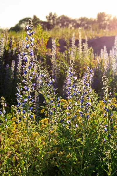 Floraison de fleurs sauvages en été . — Photo