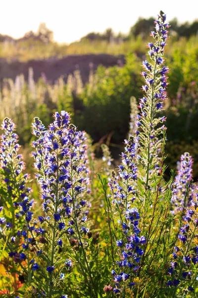 Blühende Wildblumen im Sommer. — Stockfoto