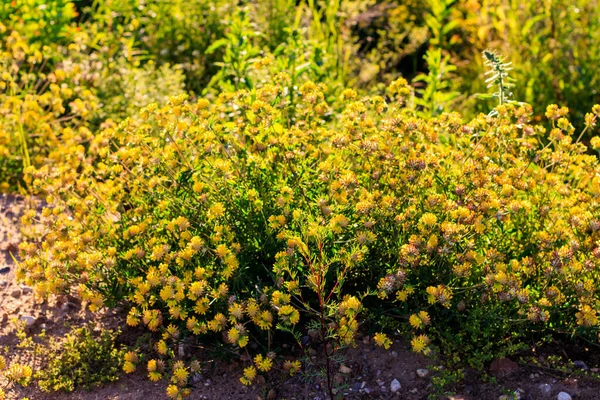 Trevo amarelo florescendo na temporada de verão . — Fotografia de Stock