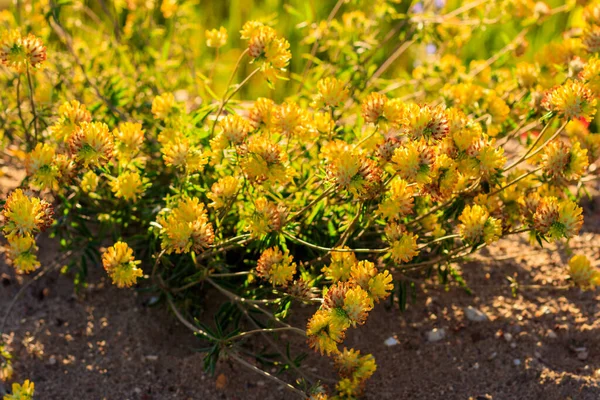 Blooming yellow clover in the summer season. — Stock Photo, Image
