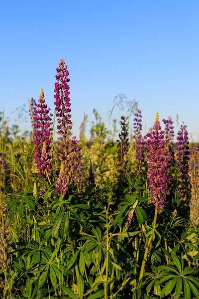 Blooming purple lupine in the summer season.